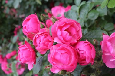 Sarı arkaplanda sarı gül çiçeği.