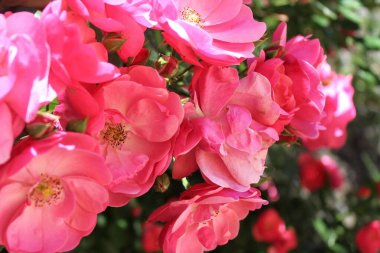 Güzel güller Bahçede harika pembe çiçekler