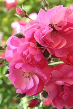 Güzel güller Bahçede harika pembe çiçekler