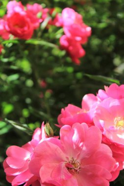 Güzel güller Bahçede harika pembe çiçekler