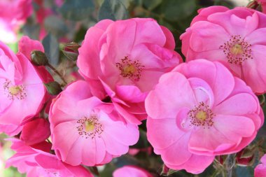 Güzel güller Bahçede harika pembe çiçekler