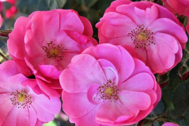 Güzel güller Bahçede harika pembe çiçekler