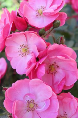 Güzel güller Bahçede harika pembe çiçekler