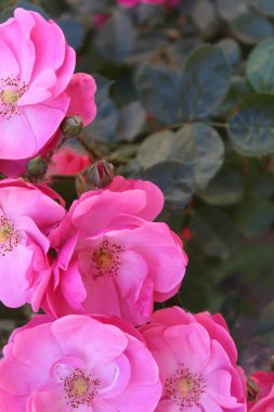 Güzel güller Bahçede harika pembe çiçekler