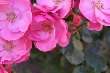 Güzel güller Bahçede harika pembe çiçekler