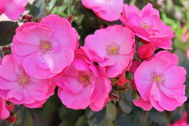 Güzel güller Bahçede harika pembe çiçekler