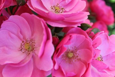 Bahçedeki güzel pembe çiçekler