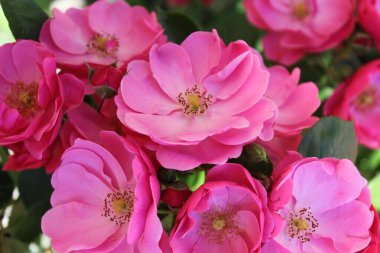 Bahçedeki güzel güller