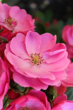 Bahçedeki güzel çiçekler