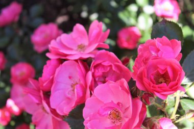 Bahçedeki güzel çiçekler