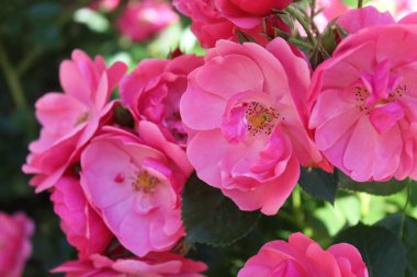 Bahçedeki güzel pembe güller