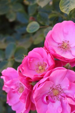 Güzel güller Bahçede harika pembe çiçekler