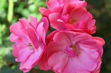 Güzel güller Bahçede harika pembe çiçekler