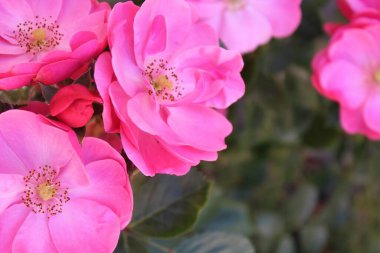 Güzel güller Bahçede harika pembe çiçekler