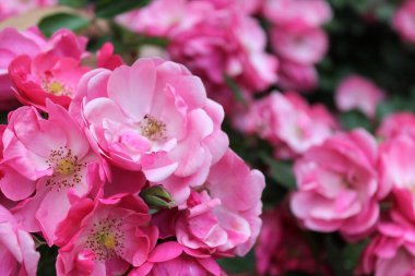 Bahçedeki güzel pembe çiçekler