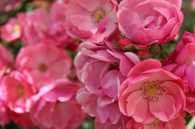 Bahçedeki güzel pembe güller