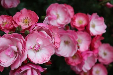 Bahçedeki güzel pembe güller