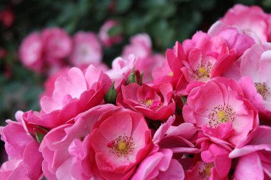 Bahçedeki güzel çiçekler