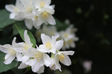 Güzel beyaz yasemin çiçekleri, büyüleyici beyaz çiçeklerin yakın çekimi.