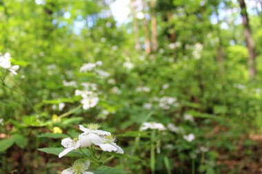 Yaz ormanında beyaz çiçekler