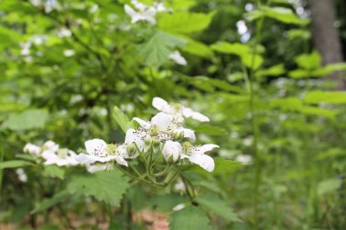 Yaz ormanında beyaz çiçekler