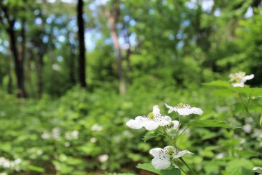 Yaz ormanında beyaz çiçekler