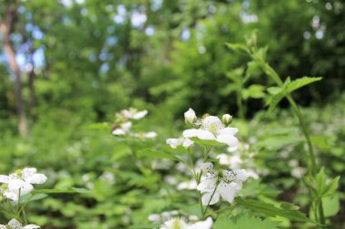 Yaz ormanında beyaz çiçekler