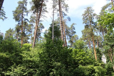 Yeşil orman, bitki örtüsü ve doğa