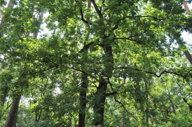 Yazın ormanda parkta