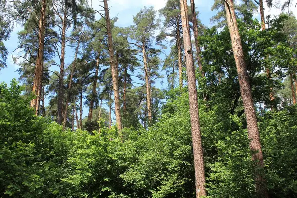 Orman arka planında güzel çam ağaçları. yaz günü