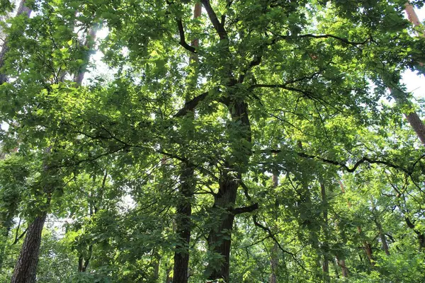 Yazın ormanda parkta