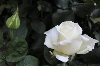 Koyu yeşil yapraklı, yakın plan güzel beyaz gül.