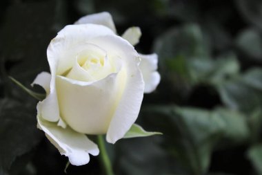 Koyu yeşil yapraklı, yakın plan güzel beyaz gül.