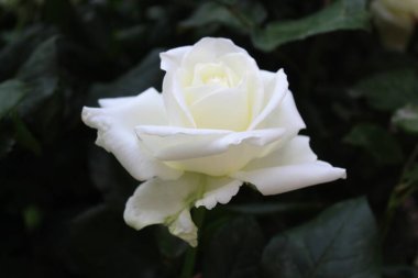 Koyu yeşil yapraklı, yakın plan güzel beyaz gül.