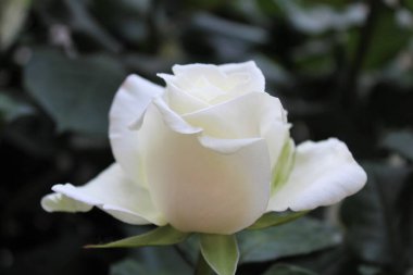 Koyu yeşil yapraklı, yakın plan güzel beyaz gül.