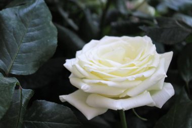 Koyu yeşil yapraklı, yakın plan güzel beyaz gül.