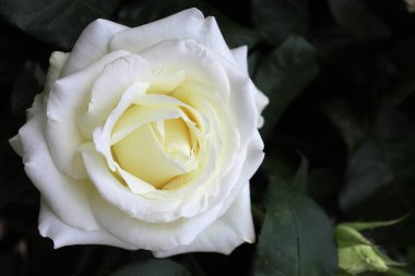 Koyu yeşil yapraklı, yakın plan güzel beyaz gül.