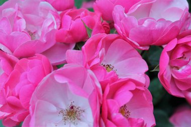 Bahçede çiçek açan pembe ve beyaz güllere yakın.