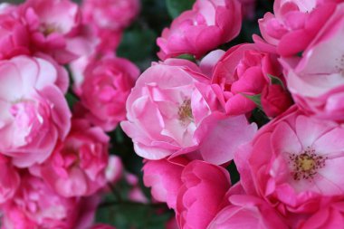 Kapalı - Bahçedeki pembe güller