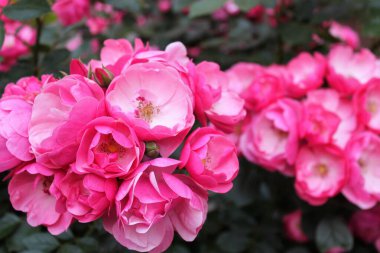 Bahçedeki güzel pembe çiçekler