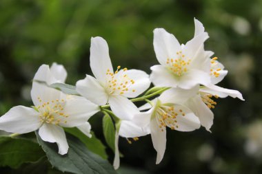 Yeşil yapraklı beyaz kokulu yasemin çiçekleri