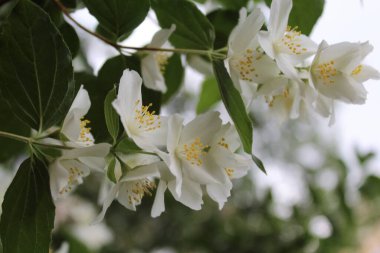 Yeşil yapraklı beyaz kokulu yasemin çiçekleri
