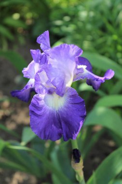 Bahçedeki güzel iris çiçeği