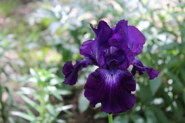 Güzel zambak yaprakları