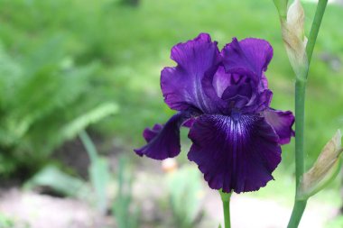 Bahçedeki güzel mor iris çiçeği