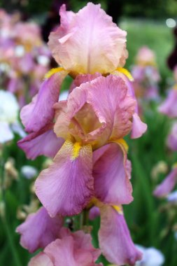 Güzel çiçekler, çiçek konsepti