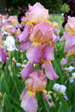 Bahçedeki güzel iris çiçekleri