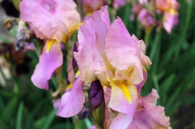 Bahçedeki güzel iris çiçekleri