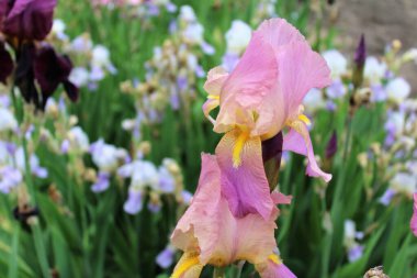 Bulanık yeşil arka planda mor iris çiçeği, bahar çiçekleri..