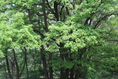 Ormanda yeşil yapraklar